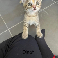 Photo de DINAH