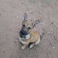 Photo de Bowie