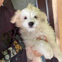 Photo de Zorro