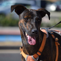 Photo de SARDINA
