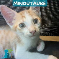 Photo de MINOUTAURE