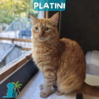 Photo de PLATINI
