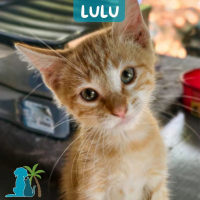 Photo de LULU