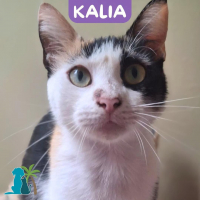 Photo de KALIA