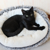 Photo de Black