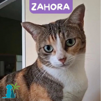 Photo de ZAHORA