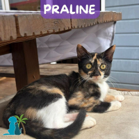 Photo de PRALINE