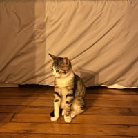 Photo de BAIKO