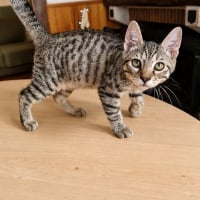 Photo de MOOGLI