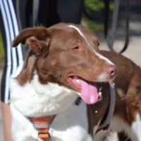 Photo de TACO