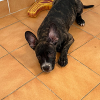 Photo de Onyx
