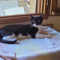 Photo de Nala