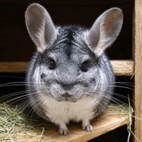 Photo de Choupi et Choupinette 