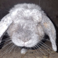 Photo de Mouchka 