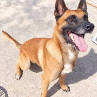Photo de Thor 
