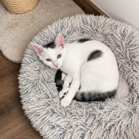 Photo de Domino 