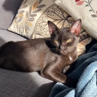 Photo de Magma 