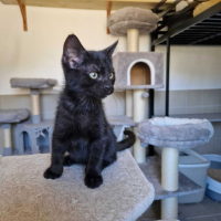 Photo de Brownie