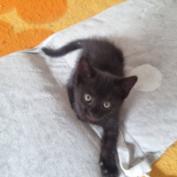 Photo de Bornéo