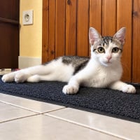 Photo de Nyx