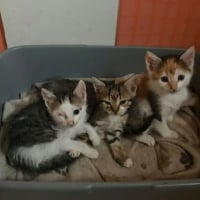 Photo de Luna