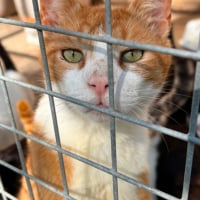 Photo de O'Malley