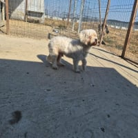 Photo de popi
