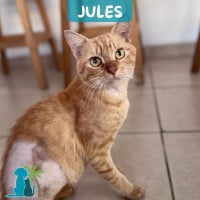 Photo de JULES