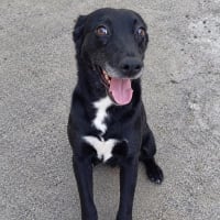 Photo de Pipa