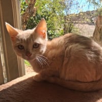 Photo de THOR