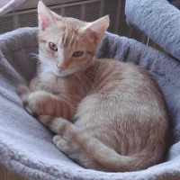 Photo de SIMBA