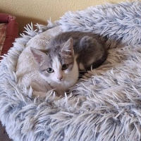 Photo de ODIN