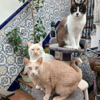 Photo de Luca, Bombon et Iris