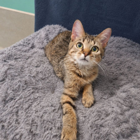Photo de Lynx
