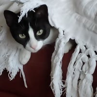 Photo de Minouchka 