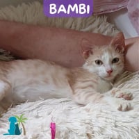 Photo de BAMBI