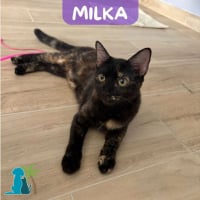 Photo de MILKA