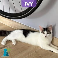 Photo de IVY