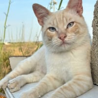 Photo de Golden