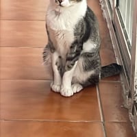 Photo de Fito (tigré blanc)