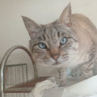 Photo de Simon