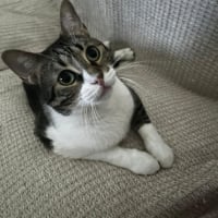 Photo de Simba