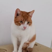Photo de Oscar (roux et blanc) 