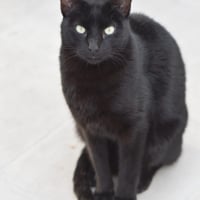 Photo de Morgan