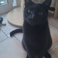 Photo de Vampi