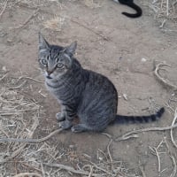 Photo de Tigre