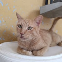 Photo de Garfield 