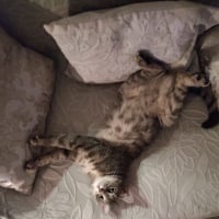Photo de Luna