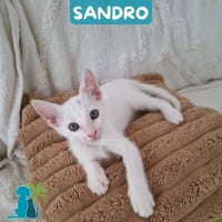 Photo de SANDRO