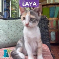 Photo de LAYA